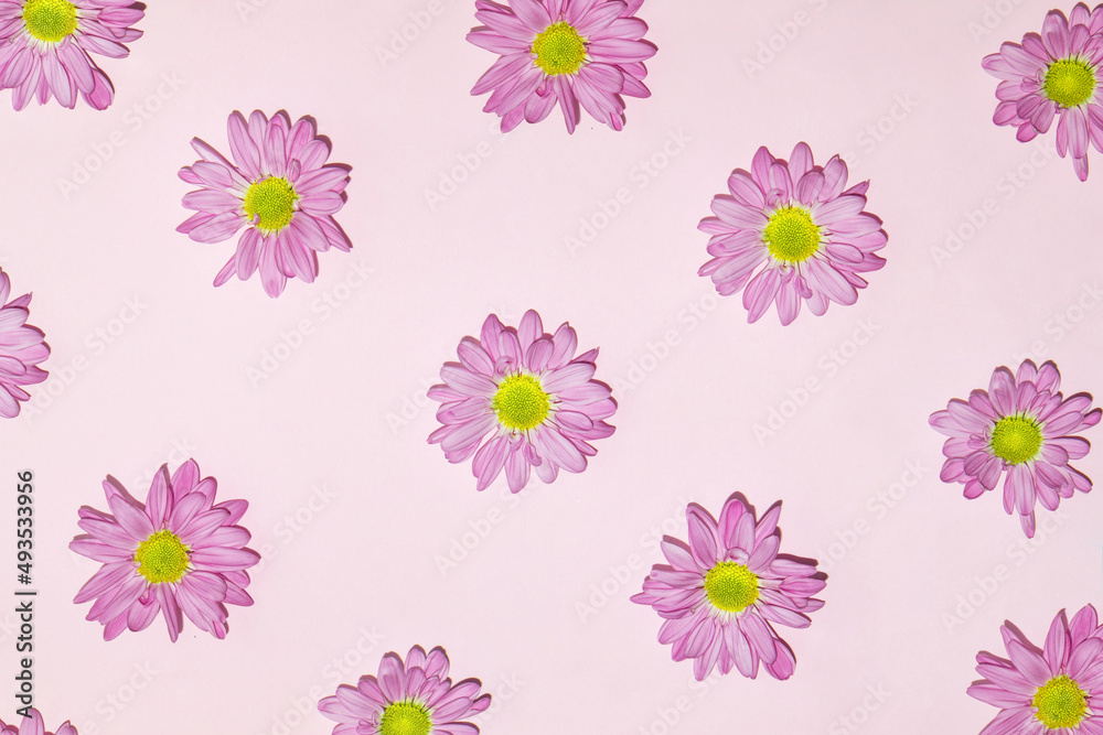 Pastel light purple flowers on pink background. Creative flower pattern concept. Minimalistic spring nature composition.