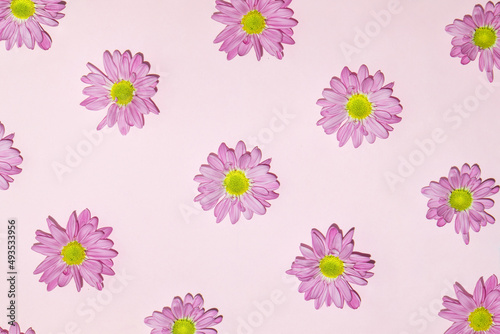 Fototapeta Naklejka Na Ścianę i Meble -  Pastel light purple flowers on pink background. Creative flower pattern concept. Minimalistic spring nature composition.