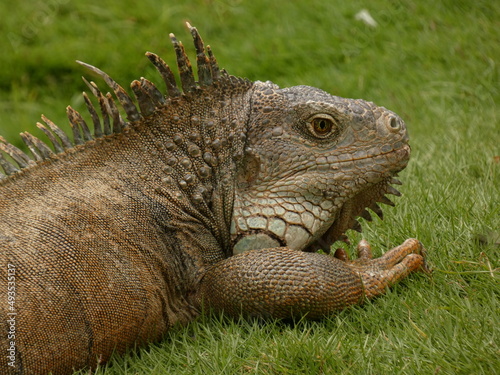 Green iguana  Iguana iguana  resting on lawn in Seminario Park  Parque de las Iguanas   Guayaquil  Ecuador