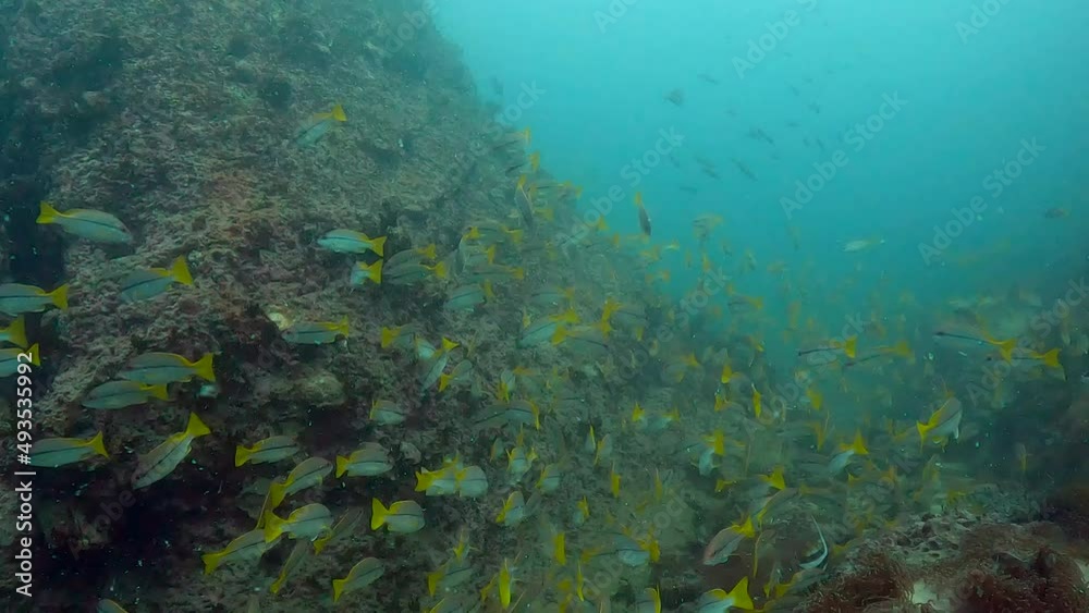Underwater film 4 k - Thailand - large school of fusilier fish Underwater film 4 k - Thailand - large school of fusilier fish