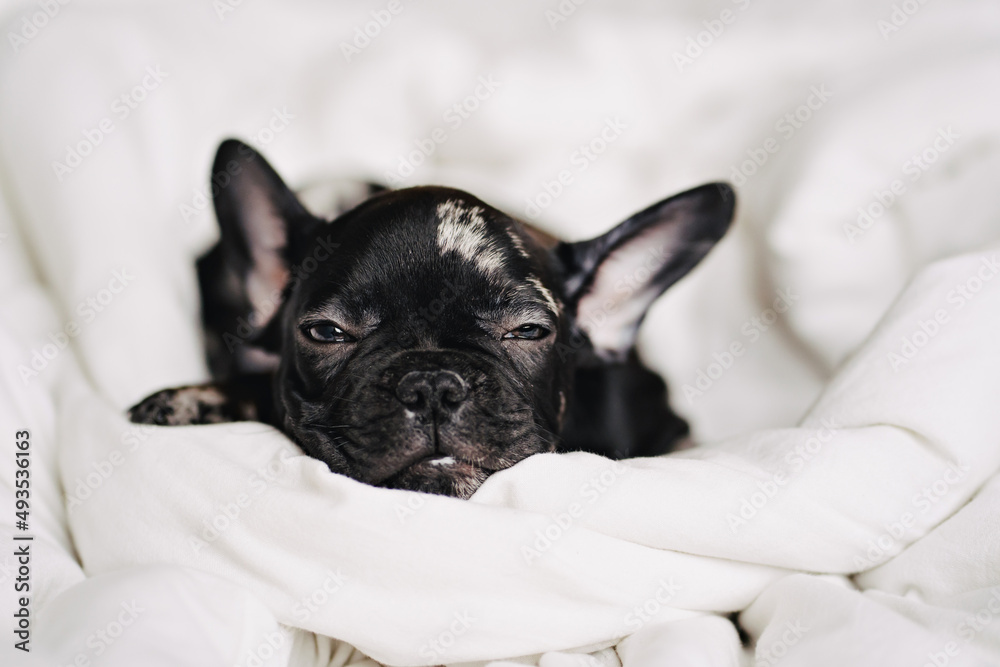head of pretty black and white french bulldog puppy on the blanket on white bed.