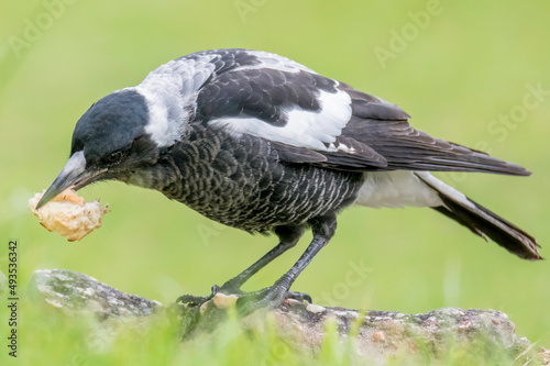 Fotografie, Obraz Juvenile magpie on the grass