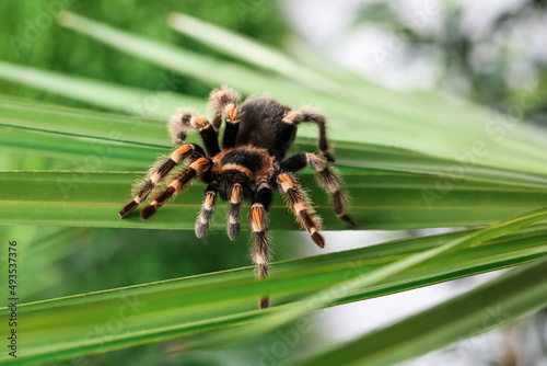 Scary tarantula spider on palm leaf outdoors