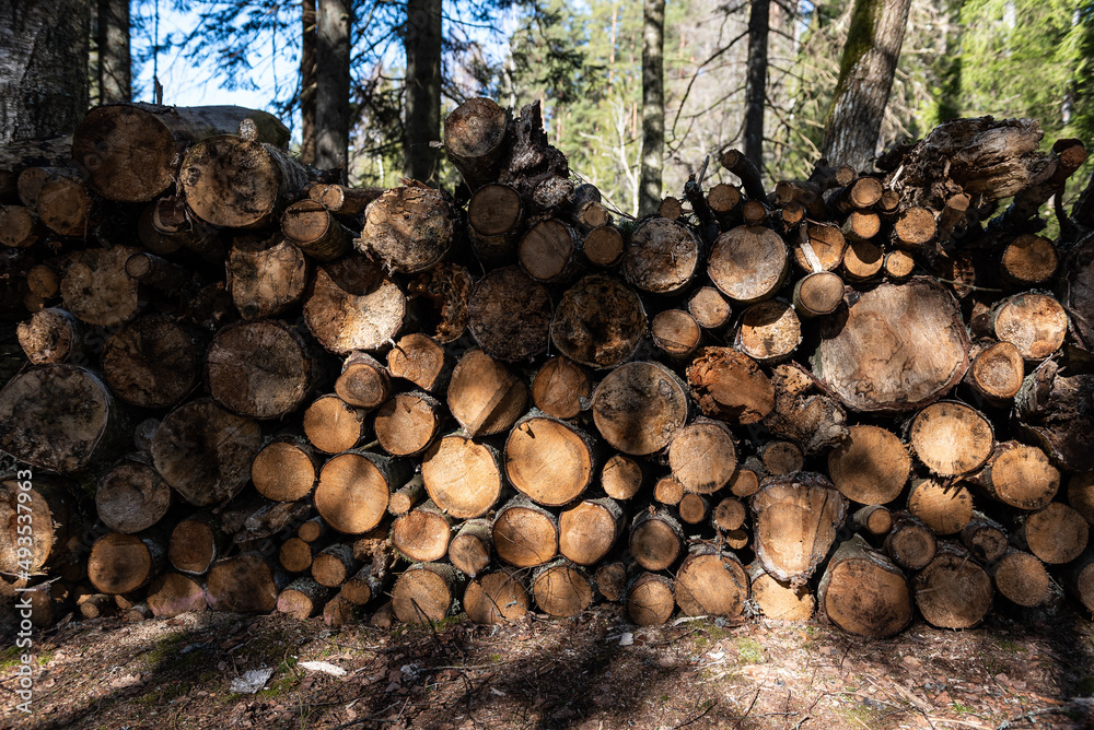 Stack of firewood in forest on a sunny spring day.