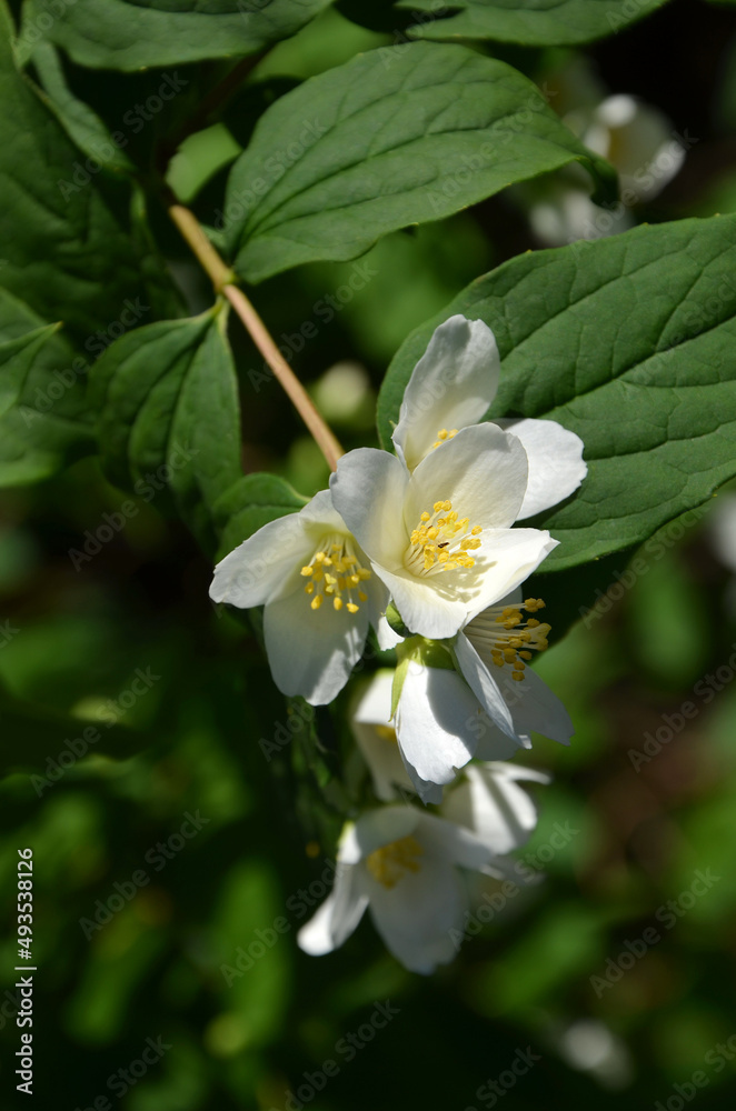 Fototapeta premium sprig of fragrant mock orange with white flowers