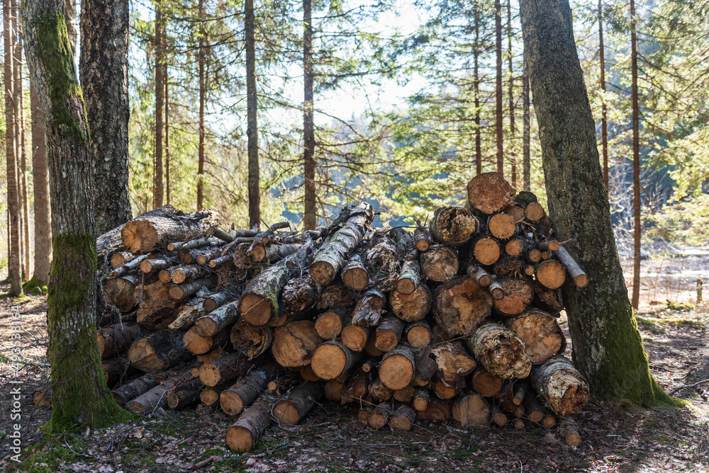 Stack of firewood in forest on a sunny spring day.