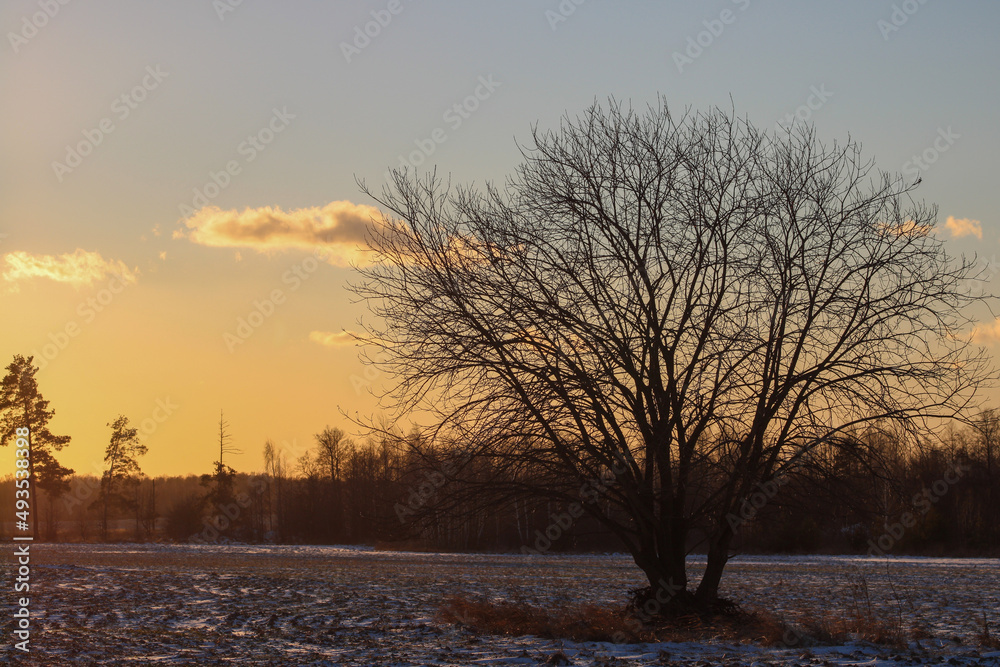 A tree without leaves against a forest and a golden sunset