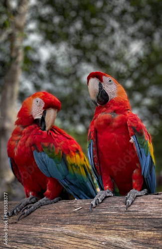 blue and yellow macaw © ludbinganderson