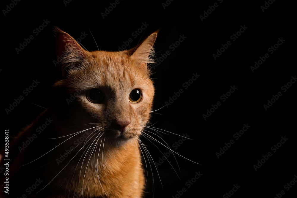 Cute cat on dark background