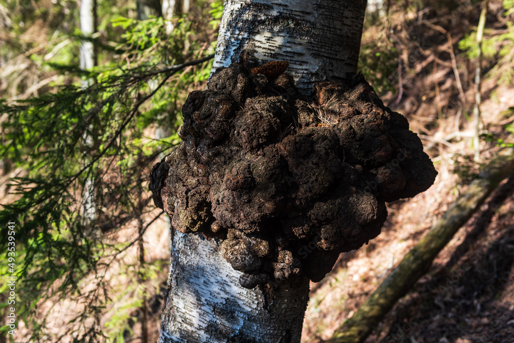 Birch tree trunk with big burl in sunny spring day, Ivande, Latvia. Birch tree trunk with big burl in sunny spring day, Ivande, Latvia.