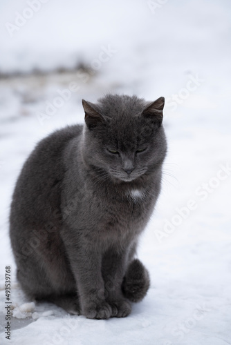 cat on snow © Viacheslav