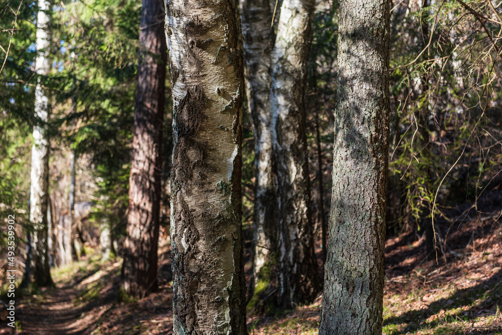 Forest with large trees and a walking trail on a sunny spring day, Ivande, Latvia. Forest with large trees and a walking trail on a sunny spring day, Ivande, Latvia.
