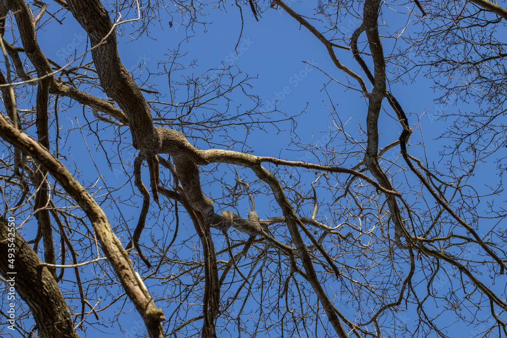 Bare tree branches and blue sky in spring. . Rheebruggen Uffelte Drenthe Netherlands. Bare tree branches and blue sky in spring. . Rheebruggen Uffelte Drenthe Netherlands.