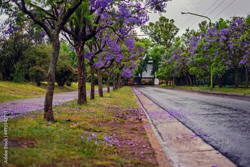 Camino de Jacarand   florecido un d  a lluvioso