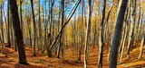 bukowy las jesienią