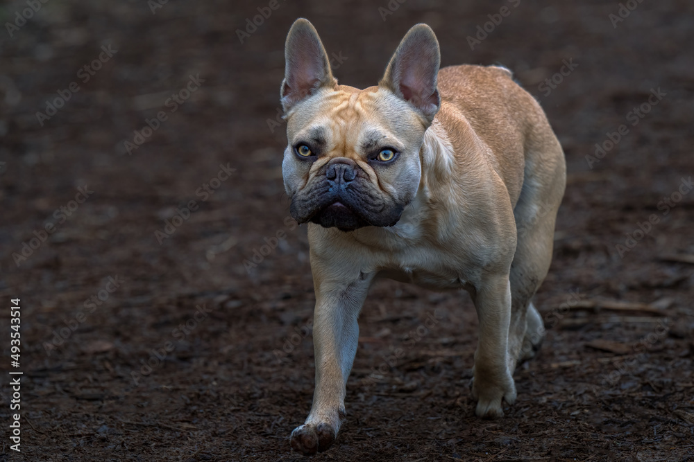 2022-03-18 A TAN COLORED FRENCH BULLDOG WITH BRIGHT YELLOW EYES WALKING ON A WOOD CHIP TRAIL AT THE OF LEASH AREA AT MARYMOOR PARK IN REDMOND WASHINGTON.