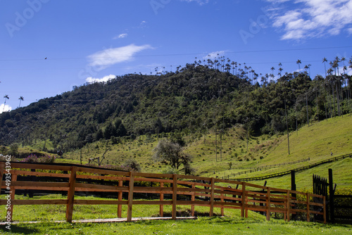 View of the beautiful cloud forest and the Quindio Wax Palms at the Cocora Valley located in Salento in the Quindio region in Colombia.