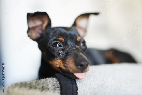 Welcome home, Ive been waiting for you. Shot of an adorable dog relaxing on a bed at home. © N Felix/peopleimages.com