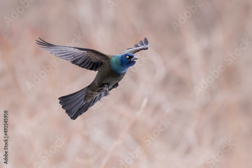 Common Grackle (Quiscalus quiscula) in flight photo