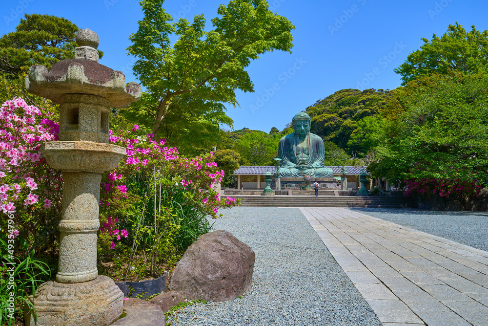 ツツジ咲くころの神奈川県鎌倉市の鎌倉大仏