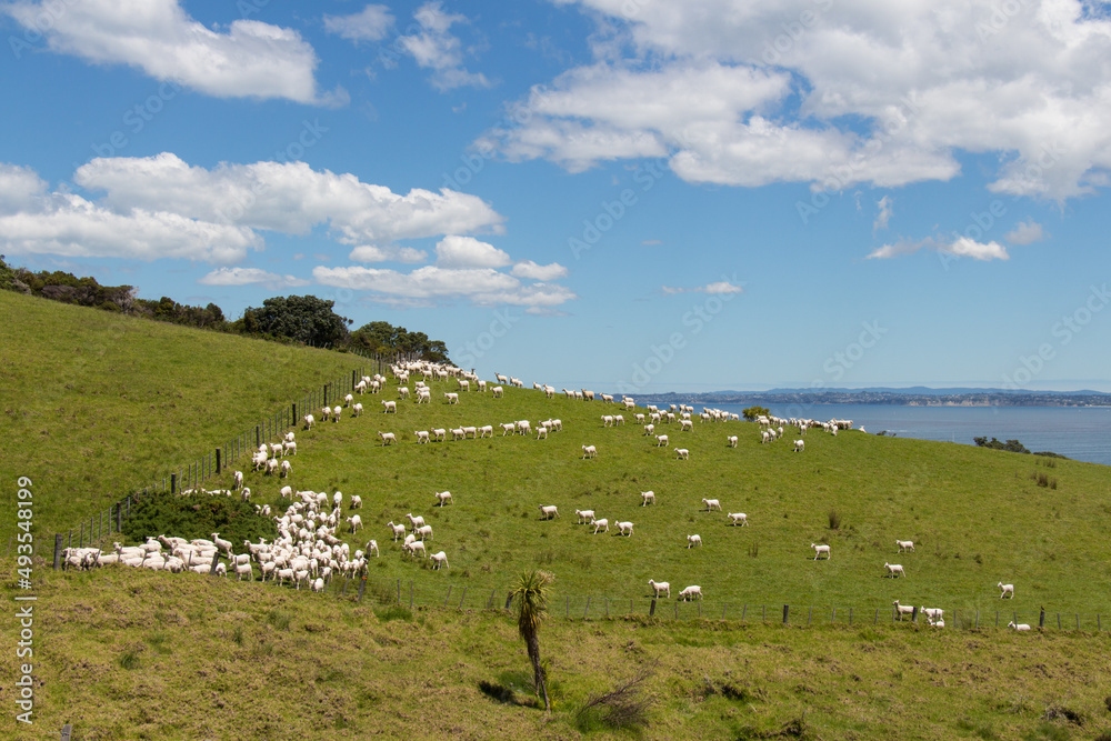 White sheep peacefully grazing at green grass, Shakespear Regional Park, New Zealand.