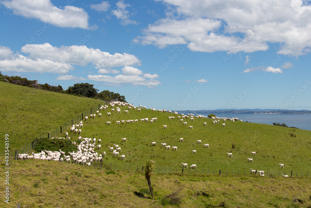 Obraz premium White sheep peacefully grazing at green grass, Shakespear Regional Park, New Zealand.