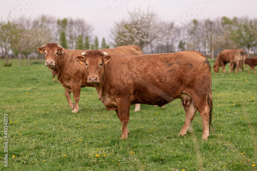 Brown cows graze on a field in Normandy France