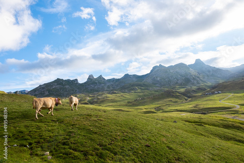 two milk cows walk through a green meadow in a mountain landscape in Formigal, Huesca, Spain