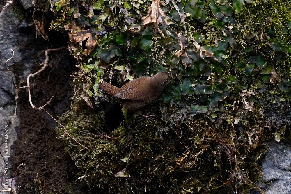winter wren in the forest