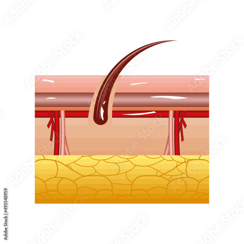 skin human organ
