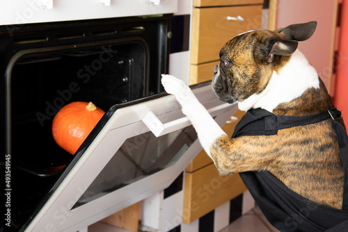 Photography Funny small Boston Terrier cooking pumpkin in the oven
