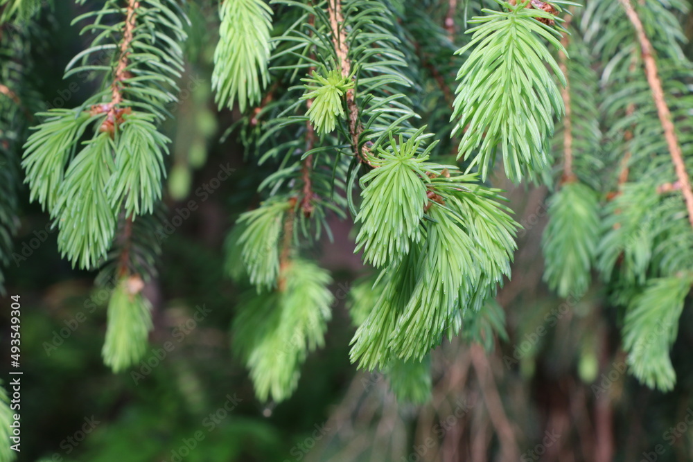 Im Mai die frischen Triebe der Tannen sammeln für Sirupherstellung, Maiwipfel sammeln für gesunde Rezepte, Tannensirup herstellen, Nadelbäume, Wald, Bäume