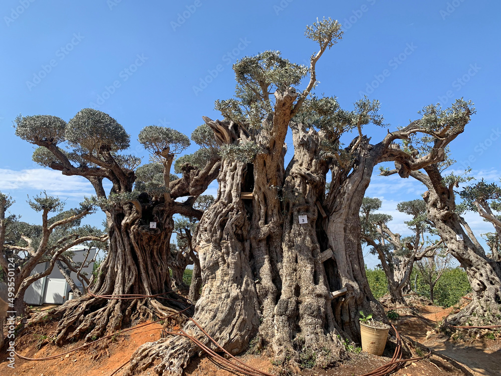 Old bizarre olive trees in moshav Zimrat Old bizarre olive trees in moshav Zimrat