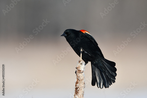 Male red-winged blackbird perched on cattails in marsh