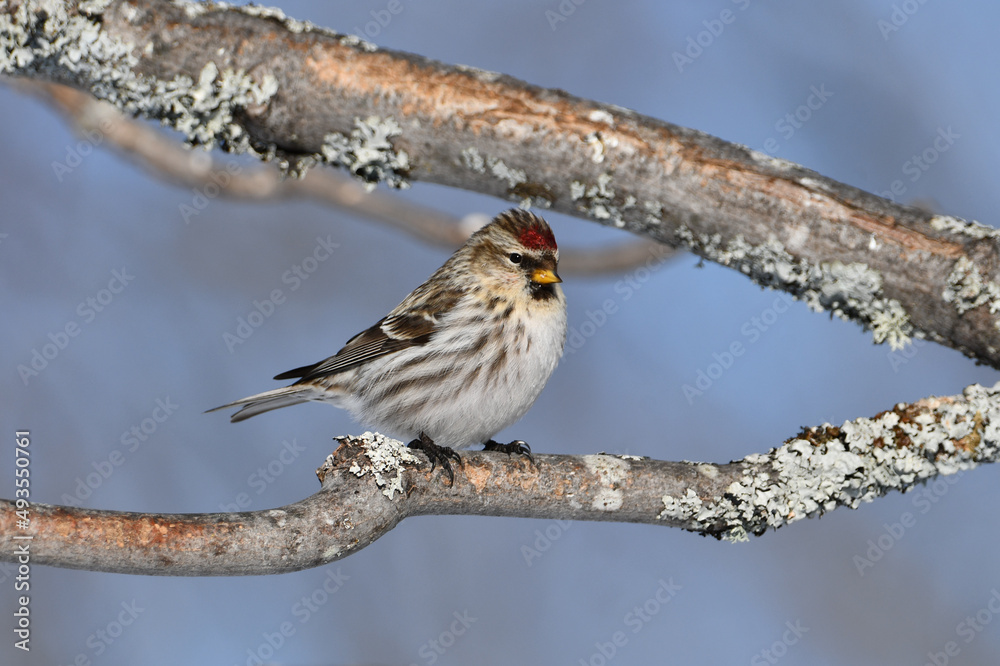 Fototapeta premium Common Redpoll bird sits perched on a branch