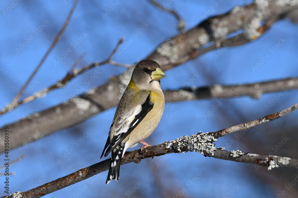 Colorful female Evening Grosbeak sits perched in a tree Colorful female Evening Grosbeak sits perched in a tree