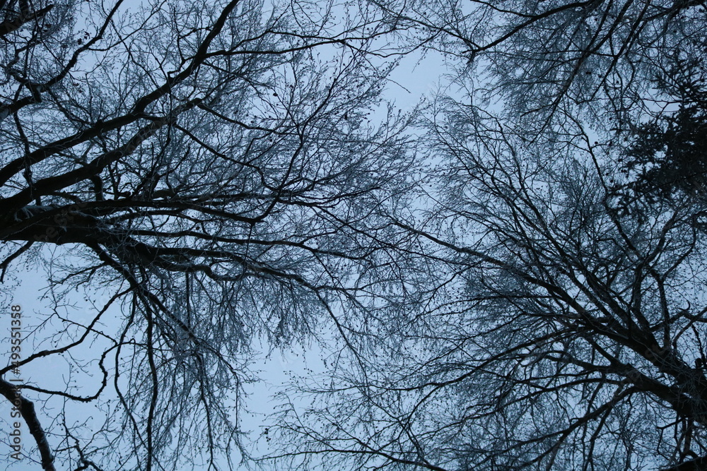snowy branches in the sky snowy branches in the sky