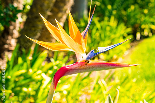 bird of paradise flower