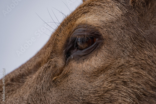 Caribou Eye
