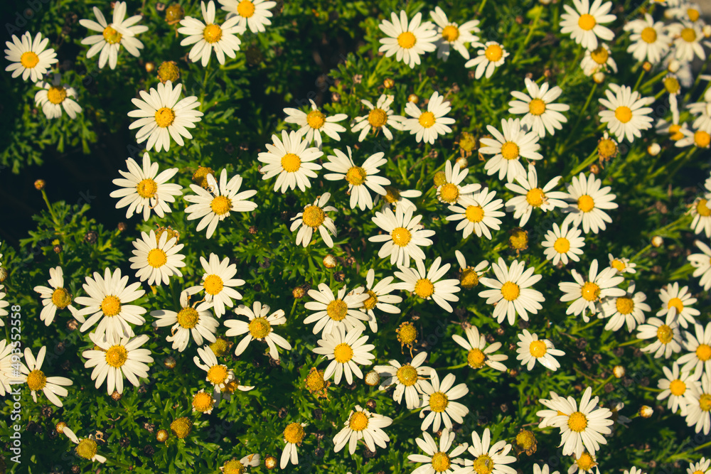 daisies in a field daisies in a field