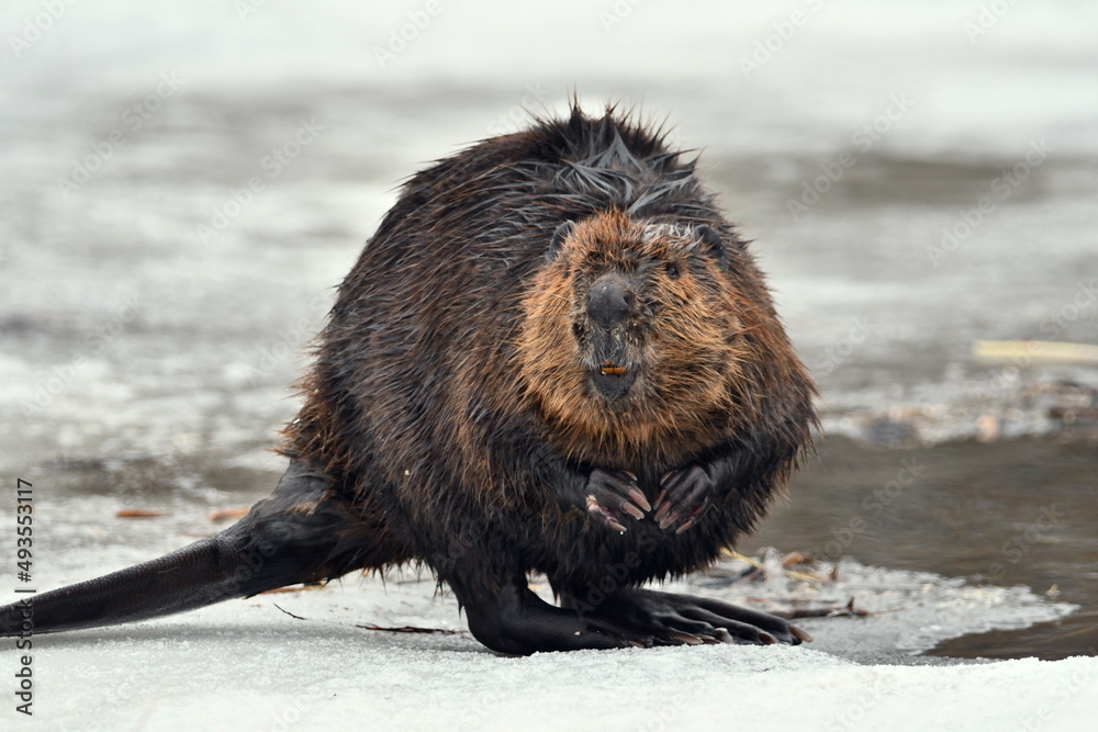 Funny looking beaver stands up at the edge of open ice looking at the photographer  - obrazy, fototapety, plakaty 