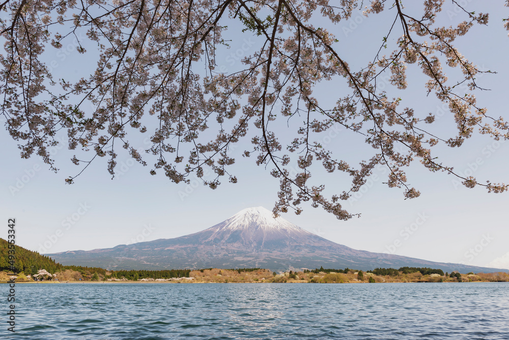 Fuji Mountain and Pink sakura at Lake Tanuki, Fujinomiya, Shizuoka, Japan