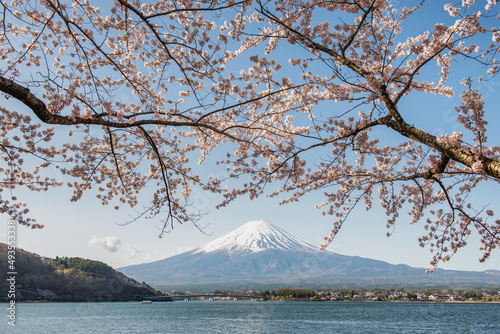 Fuji Mountain and Pink sakura at Lake Kawaguchiko  Fujinomiya  Shizuoka  Japan