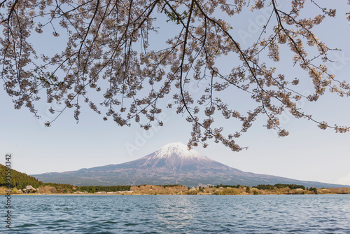 Fuji Mountain and Pink sakura at Lake Tanuki, Fujinomiya, Shizuoka, Japan © iamdoctoregg