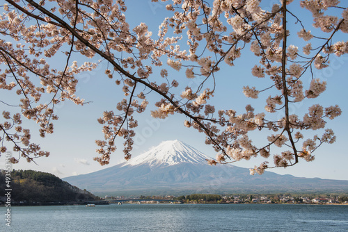 Fuji Mountain and Pink Sakura Branches at Kawaguchiko Lake © iamdoctoregg