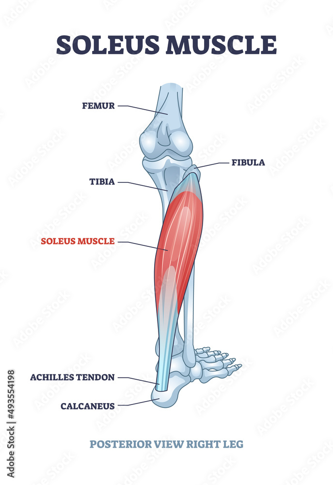 Soleus muscle with anatomical leg bones skeletal structure outline