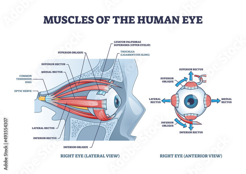 Eye muscles detailed anatomical description with medical lens outline diagram. Labeled educational anatomy scheme and lateral or anterior view inner parts vector illustration. Rectus, nerve or oblique photo