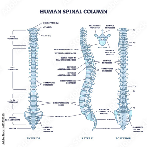 Human spinal column structure with backbone and spine skeletal anatomy outline diagram. Labeled educational human back description and detailed anterior, lateral or posterior view vector illustration.