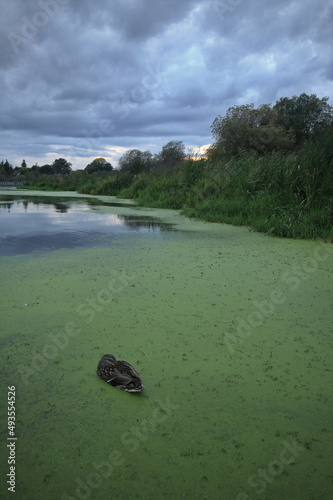 Female Mallard duck in algae-covered pond with dramatic clouds at dusk photo