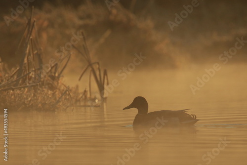 Silhouette of a male Mallard duck swimming on a calm pond at sunrise with grass photo